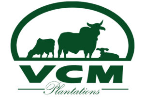 VCM plantage VCM plantage